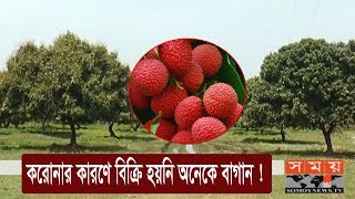 লিচুর বাম্পার ফলন তবু দাম নিয়ে দুঃচিন্তায় কৃষক ! | Litchi Cultivation | Lychee #StayHome #WithMe