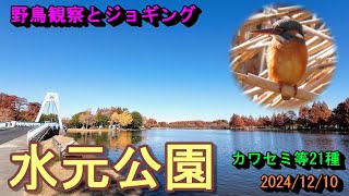 【野鳥観察とジョギング】水元公園　カワセミなど21種