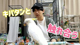 鳥のおやつを紹介しながらただキバタンと触れ合う動画