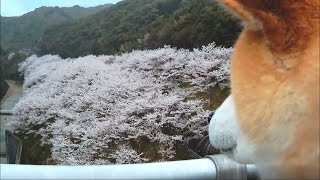 【柴犬】小次郎、雨だけど桜満開