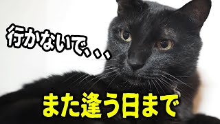 【保護猫】お別れしたら、ずっとついて来ました。。。