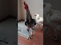 🐓என் மூக்கு மேல தான்🤣 funny_chicken kozhi_koothugal trending youtubeshorts viralvideo shortsfeed