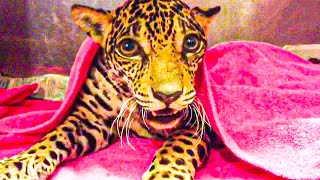 When Rescuers Found This Little Jaguar, They Didn’t Realize She Was Hiding A Heartbreaking Secret