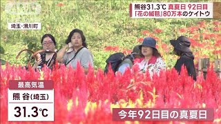 「花の絨毯」80万本の羽毛ゲイトウ　熊谷31.3℃　真夏日92日目(2023年9月29日)