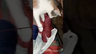 Мабуть Анфіска також пішла в'язати щось😸 #shorts #funnyanimals #котики #funnycats