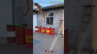 Dogjumping Agility Skills Technique Tiktok Training Shorts Dogloverbrain