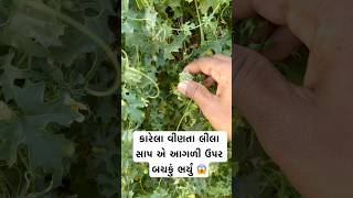 કારેલા વીણતા લીલા સાપ એ આગળી ઉપર બચકું ભર્યું 😱 #viral #trending #ViralVideo #Reels #funny