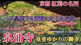 京都の紅葉 泉涌寺 座って眺める庭園 皇室ゆかりの御寺 Kyoto Sennyuji Temple