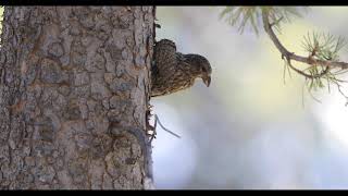 Cassia Crossbill  - Diamondfield Jack Campground