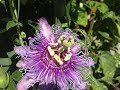 Passion Flower Identification, Tincture & Tea Preparation