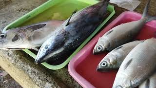 JACANA FISH MARKET // PUERTO PRINCESA CITY, PALAWAN