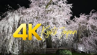 Kyoto, Maruyama Park, cherry blossoms in full bloom.京都 円山公園 垂れ桜満開