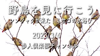 野鳥を見に行こう2023年2月下旬Part2 　レンジャク　ミサゴ　カワセミ