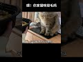 猫咪掉毛怎么办？你家猫咪掉毛吗