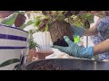 mayana coleus plant care repotting..