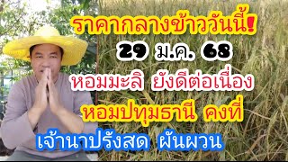 ราคากลางข้าววันนี้! 29 ม.ค. 68 หอมมะลิ ยังดีต่อเนื่อง หอมปทุมธานี คงที่ เจ้านาปรังสด ผันผวน