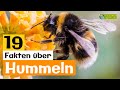 19 Steckbrief-Fakten über die Hummel 🐝 - Doku-Wissen über Tiere - für Kinder