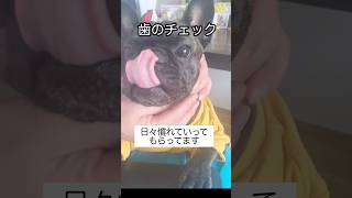 歯を触られるのが苦手な犬。