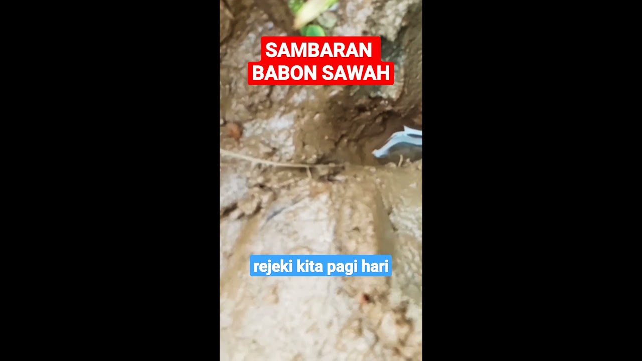 Sambaran Belut BABON Bikin Pemancing Terperangah||Kemamang Channel ...