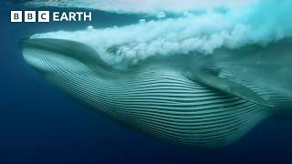 Nature's Most Stunning Moments - Narrated by David Attenborough | BBC Earth