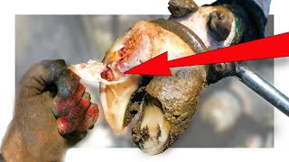 PEELING ROTTEN, INFECTED TISSUE from a COW'S FOOT