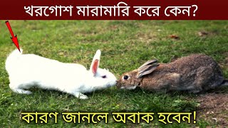 খরগোশ মারামারি করে কেন | খরগোশ পালন | Why Rabbit Fight | Rabbit Rearing