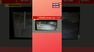 Alipurduar এ CCTV ক্যামেরায় ধরা পড়ল leopard এর ছবি!, তারপর...... দেখুন । #shorts