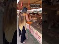 sharwari gujar feeding cows sharwarigujar shorts feeding cows trend viral shortvideos foryou