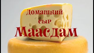 Сыр маасдам в домашних условиях | Maasdam Cheese 🧀