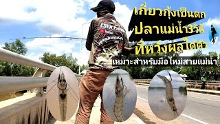 #เกี่ยวกุ้งเป็นตกปลาแม่น้ำ3วิธี#ตกปลาหมายสะพานเขื่อนทดน้ำบางปะกง#วิธีเกี่ยวกุ้งตกปลาใช้ได้ทุกแม่น้ำ