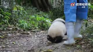 Baby Fu DouDou is not walking steadily but she actively exploring the world 🥰🐼|Panda HappyLand