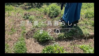 【ゼロからの自然農】#20｜いんげんの種蒔き｜宿根草が茂る所に植える｜Natural Farming