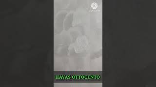 HAVAS OTTOCENTO//