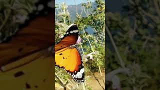 beautiful butterfly flying wings | அழகான பட்டாம்பூச்சி பறக்கும் இறக்கைகள் | #shorts