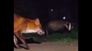 Fox and Badger