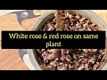 rose grafting rose plant techniques rose bud grafting rose grafting kaise karte hain