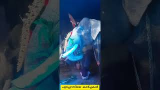 പൂരപ്പറമ്പിലെ കാഴ്ച്ചകൾ | Elephant | Kerala | www.youtube. com |#YouTube shorts | ആന | #shorts |