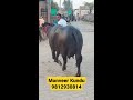 monveer कुंडू की सबसे टॉप झोटी murrah buffalo lover with female calf