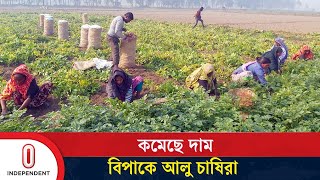 রপ্তানির খবরে কৃষকের মুখে ফিরলো হাসি | Potato Export | Kurigram |  Independent TV