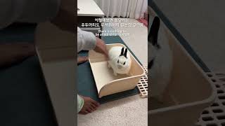 😎우두머리 vs 🐰봄달 #토끼 #rabbit #cute