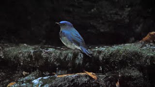 山中湖 大洞の泉のオオルリ（雄）の水浴び　その９９（4K60P動画）