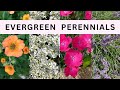 Top 10 Colorful Flowering Evergreen Perennials