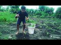 Kebun Cabai Atau Woka Mbaku Hau