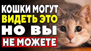 15 Шокирующих Вещей, Которые Видят И Слышат ТОЛЬКО Кошки