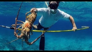 Catching a Spiny Blue Lobster