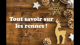 Tout savoir sur les rennes 🦌