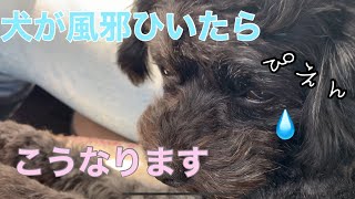 犬が風邪ひいたらこうなります【チワプーとチワワ】くまはな