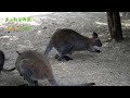 【東山動植物園公式】赤ちゃんのお散歩　《 ベネットアカクビワラビー　ワラビー 》