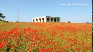 Papaveri nei campi pugliesi (Crispiano, Taranto) / poppies in the Apulian fields