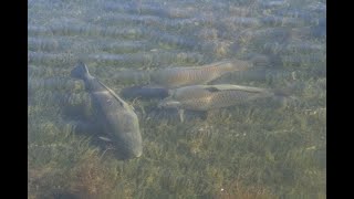 Carp on the move drone footage - Duston Mill Reservoir